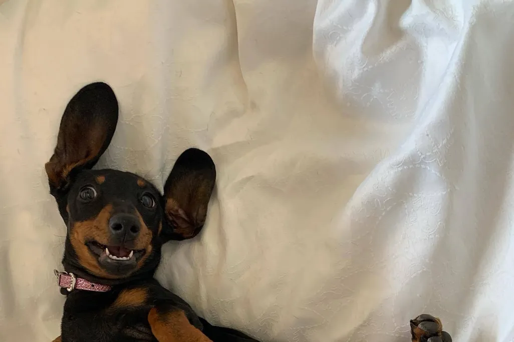 Upside down dachshund dog