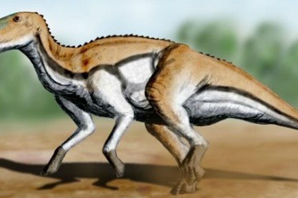 A restoration of the island hadrosauroid Tethyshadros by Nobu Tamura