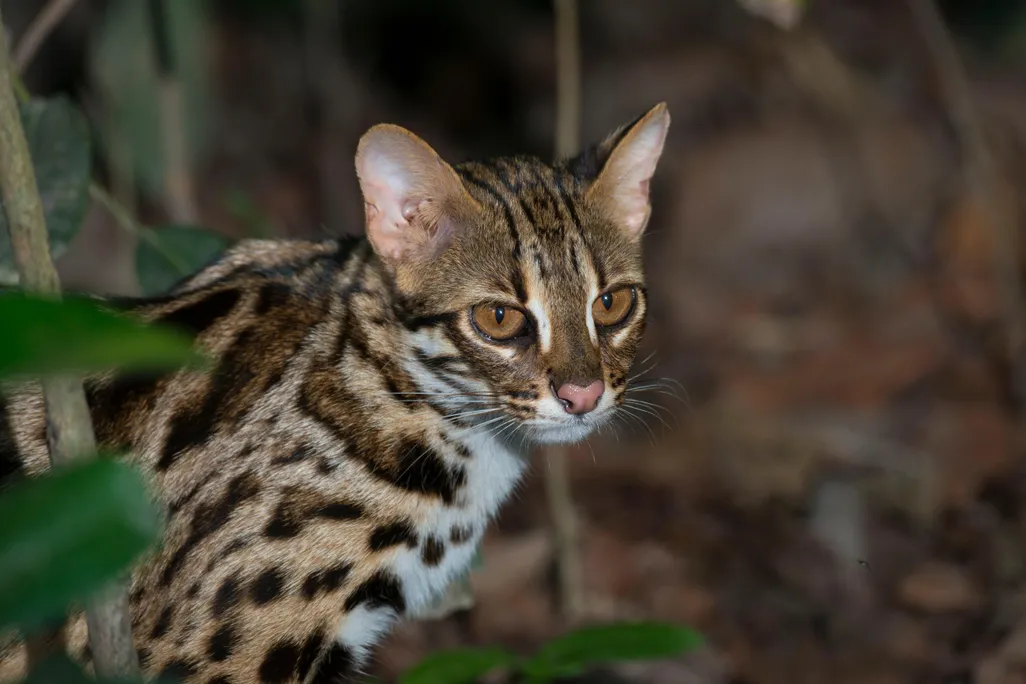 leopard cat