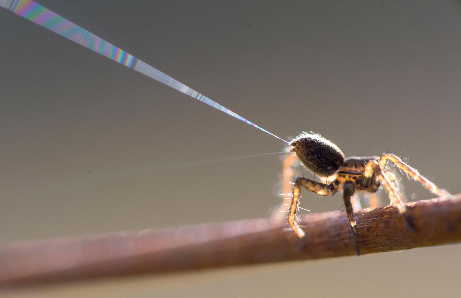 Why spiders don't stick to their webs - Australian Geographic