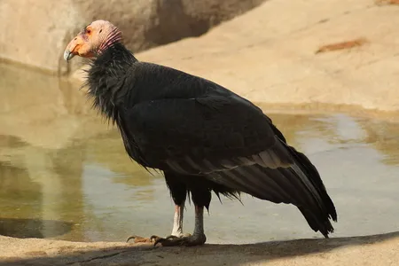 California Condor at San Diego Zoo