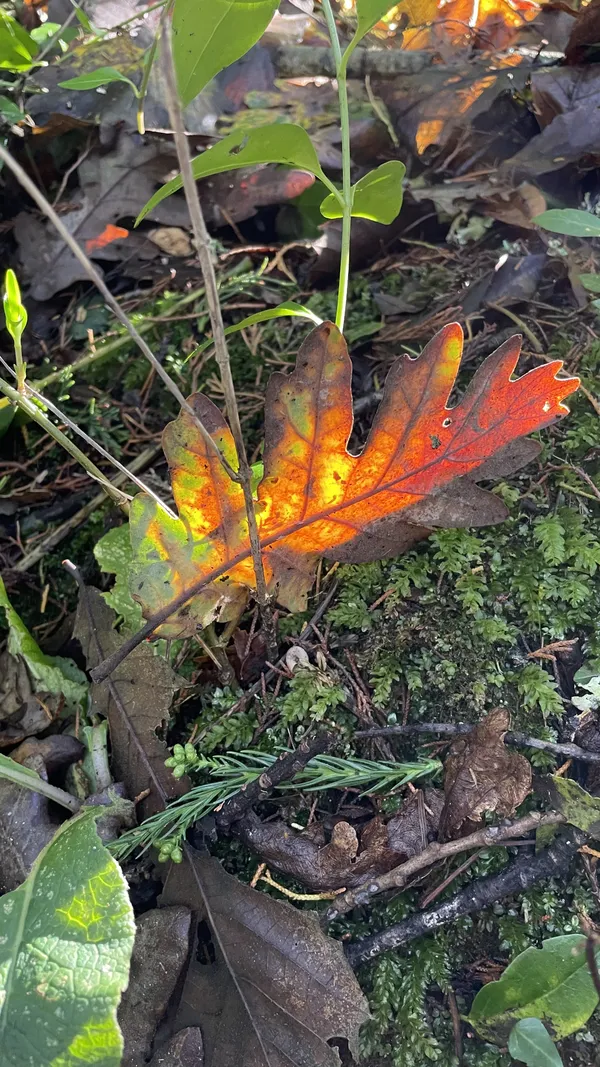 A speck of color in nature thumbnail