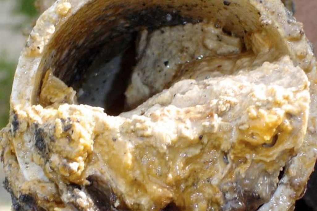 Fatty Sewer Pipe