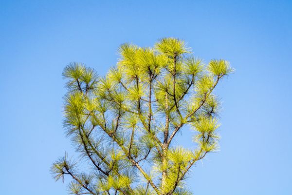 Pine Foliage in High Noon Sun thumbnail