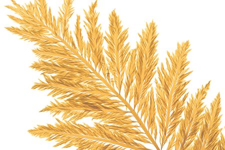 Desmarestia herbacea, acid kelp; Santa Cruz, CA; c. 1898; Collection: University Herbarium, UC Berkeley, CA