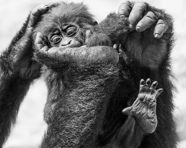 Baby Gorilla dandled by Big brother! thumbnail