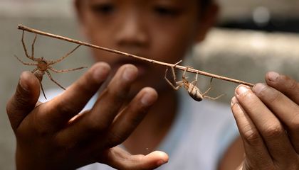 Does Playing Games With Spiders Reduce Arachnophobia?
