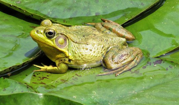 Frog sunbathing on a lilypad thumbnail