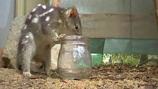 Preview thumbnail for Keeping the Northern Quoll Alive
