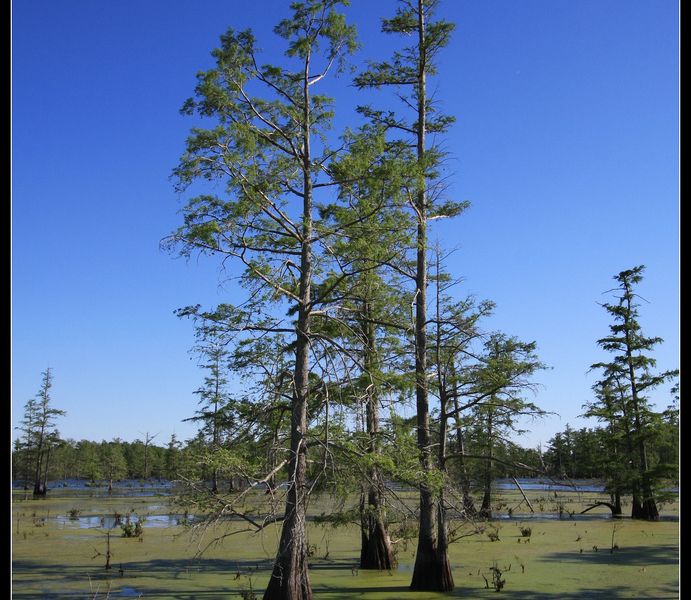 Cypress trees in the Mississippi Delta. Smithsonian Photo Contest