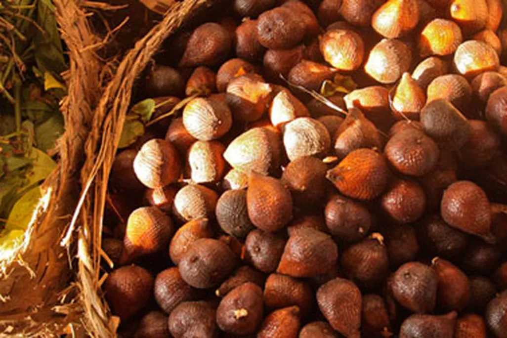 Monsaro’s snakefruit, freshly plucked from a nearby village.