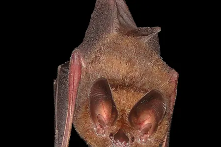 This bat gleans insects from leaves. A team of researchers discovered that by approaching a leaf at an oblique angle, it can use its echolocation system to detect stationary insects in the dark.