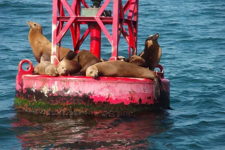 Male California sea lions are polygamous and must fight to defend their territories and their harems.