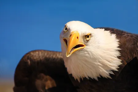 Close-up of a bald eagle at Klamath Basin.