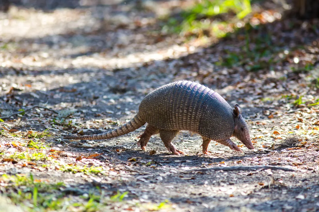 an armadillo crosses a dirt path