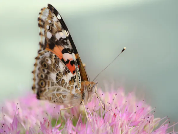Painted Lady thumbnail