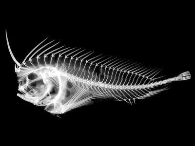 An x-ray of a Whiskered Prowfish (Neopataecus waterhousii), which has a "lachrymal saber." One species of waspfish features a saber that glows.