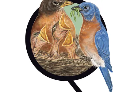 Could different backyard birds, such as a robin and a bluebird, produce viable offspring?&nbsp;