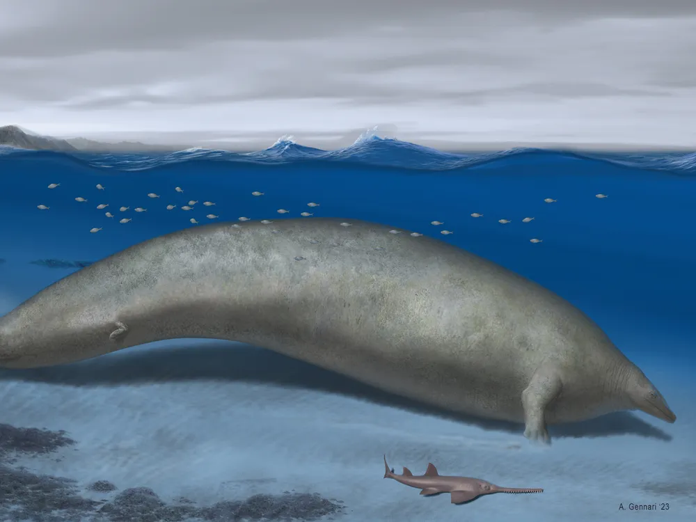Drawing of very round, elongated whale beneath the waves, next to a much smaller swimming creature