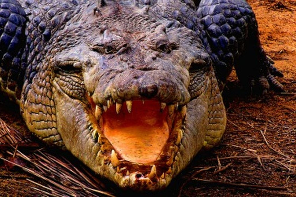 Several crocodile species are known to attack humans