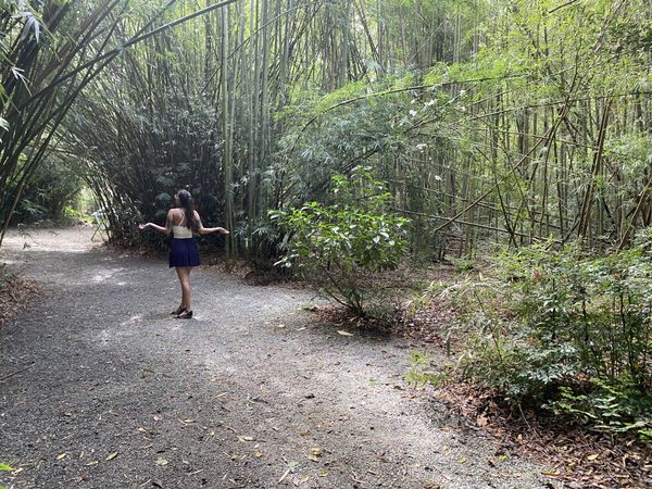 Bamboo Forest thumbnail