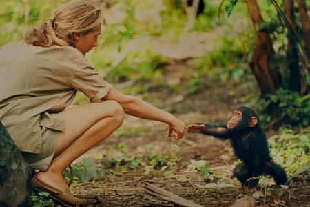 Jane Goodall reaches out to touch hands with Flint, the first infant born at Gombe after her arrival. 