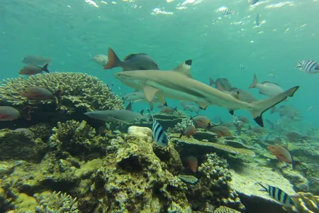 Blacktip reef sharks are one of five common species of reef sharks that are disappearing.