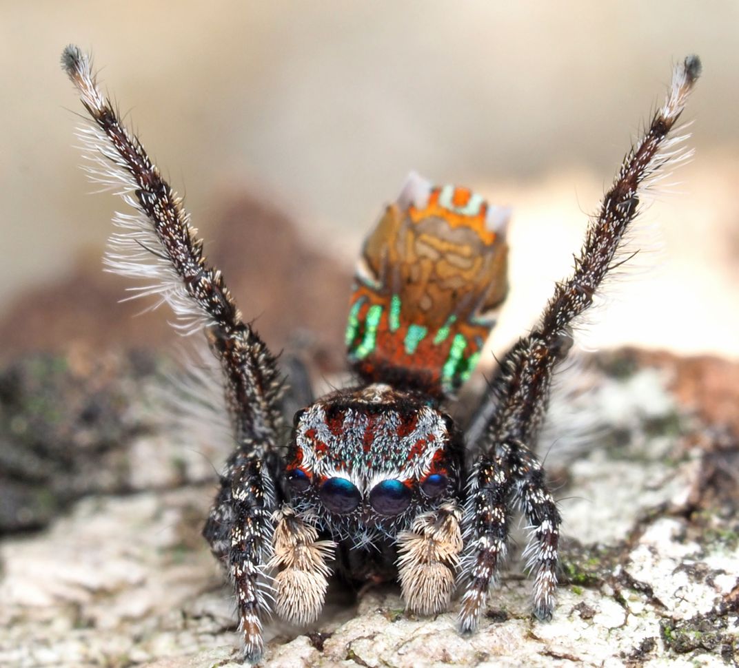 Dinner and a Show: Peacock Jumping Spider