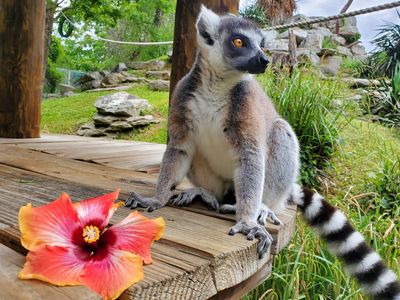 Ring-tailed lemur standing on wooden platform with a flower