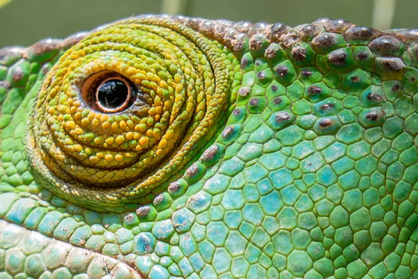 The Ropy Eye of a Chameleon thumbnail