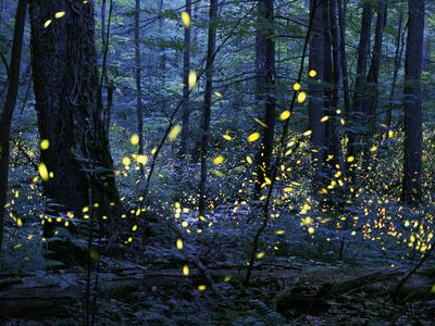 Synchronous fireflies flash in harmony in Great Smoky Mountains National Park, Tennessee.