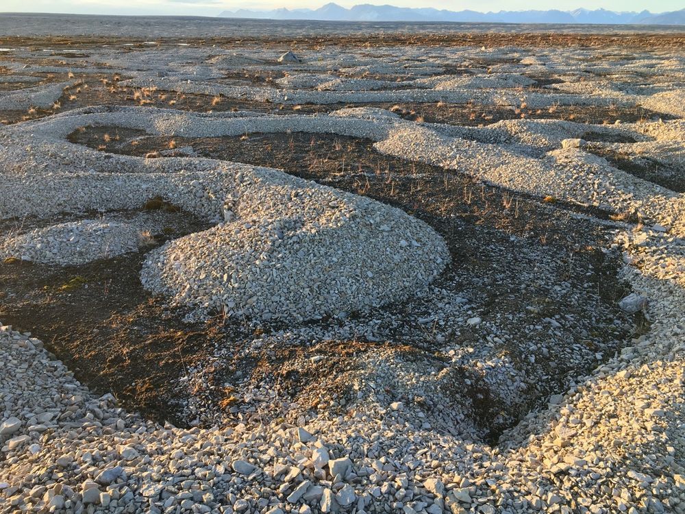 An image of groups of rocks clustered together in organic shapes. They are called labyrinth stones and are found in Svalbard, Norway and form when ice needles freeze and thaw, pushing the stones together.