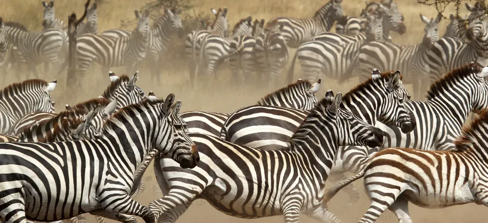  Zebras on the Great Migration 