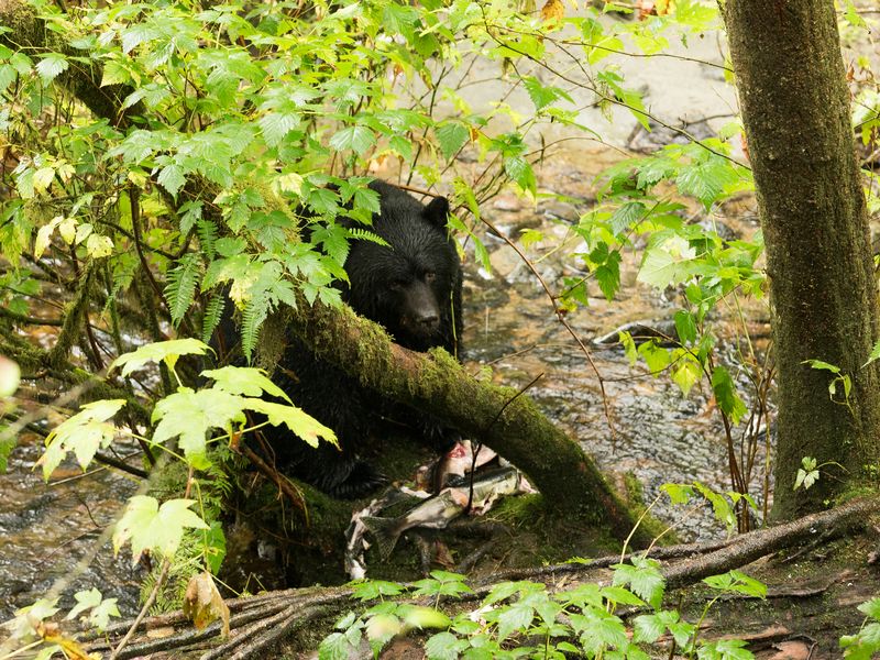 Bears of Ketchikan | Smithsonian Photo Contest | Smithsonian Magazine