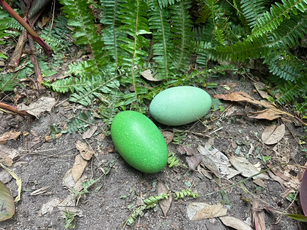 Two very large green eggs on the ground