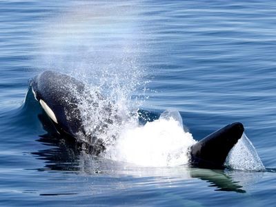 This adorable orca could be plotting its next heist.