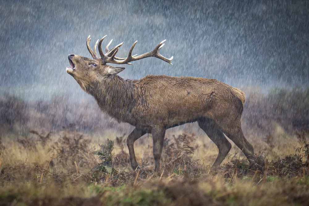a male red deer with antlers raises its head on a grassland and bellows, looking fuzzy from falling rain