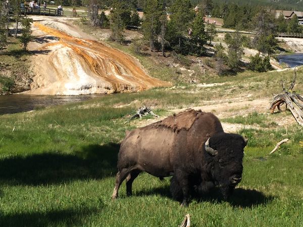 Bison at Yellowstone thumbnail