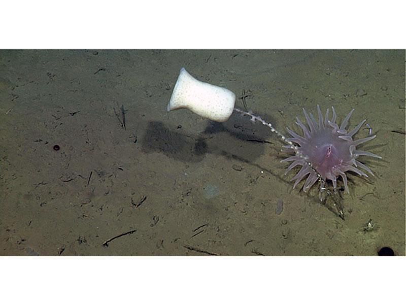 deep sea glass sponge