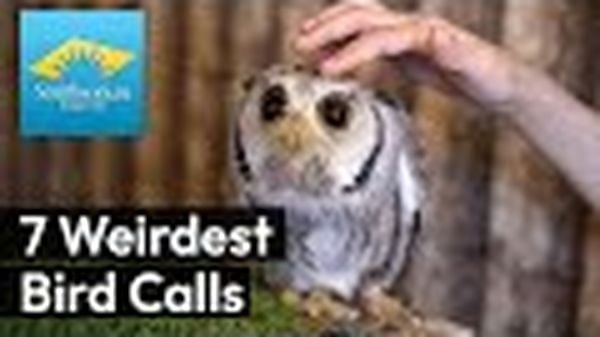 Preview thumbnail for 7 Weirdest Bird Calls