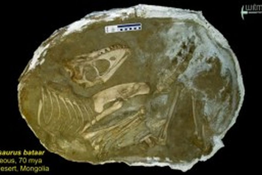 20110520083323tarbosaurus-bataar-300x171.jpg