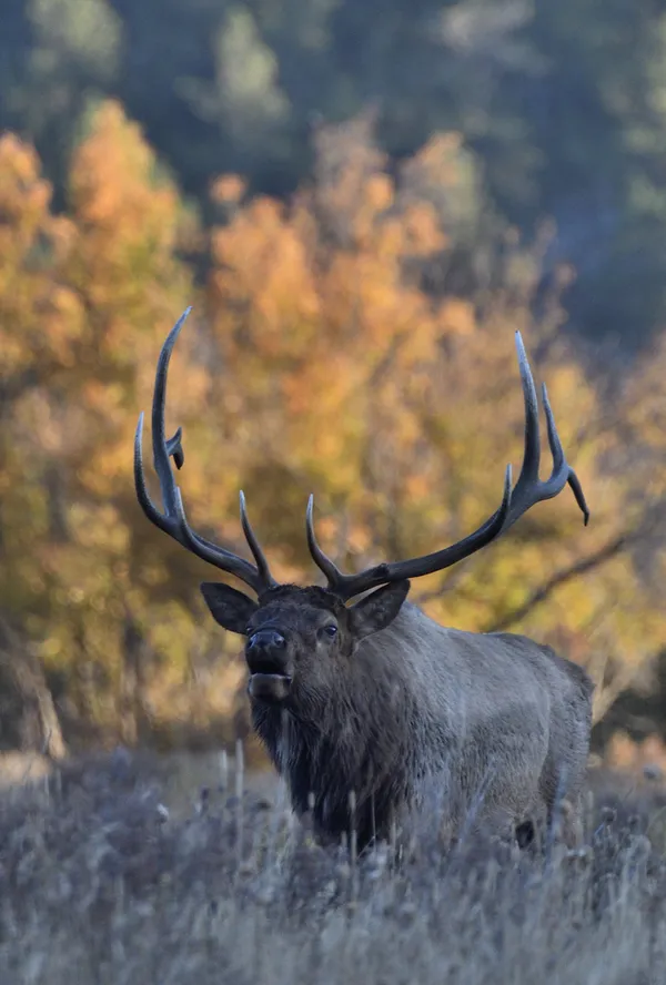 Bull Elk and fall colors. thumbnail