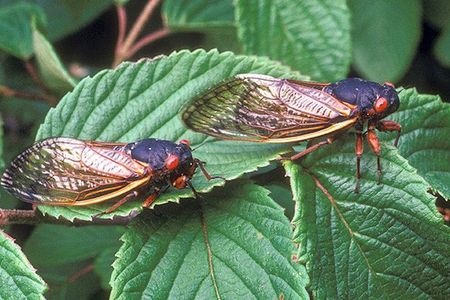 The periodical cicada species, Magicicada septendecim, will erupt from the ground this spring in the mid-Atlantic region. The last time the species from Brood X appeared for their cyclical mating cycle was in 2004.