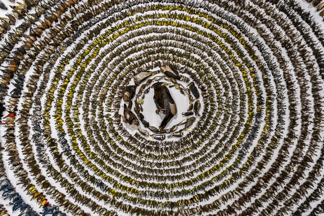 Bodies of birds arranged in concentric circles