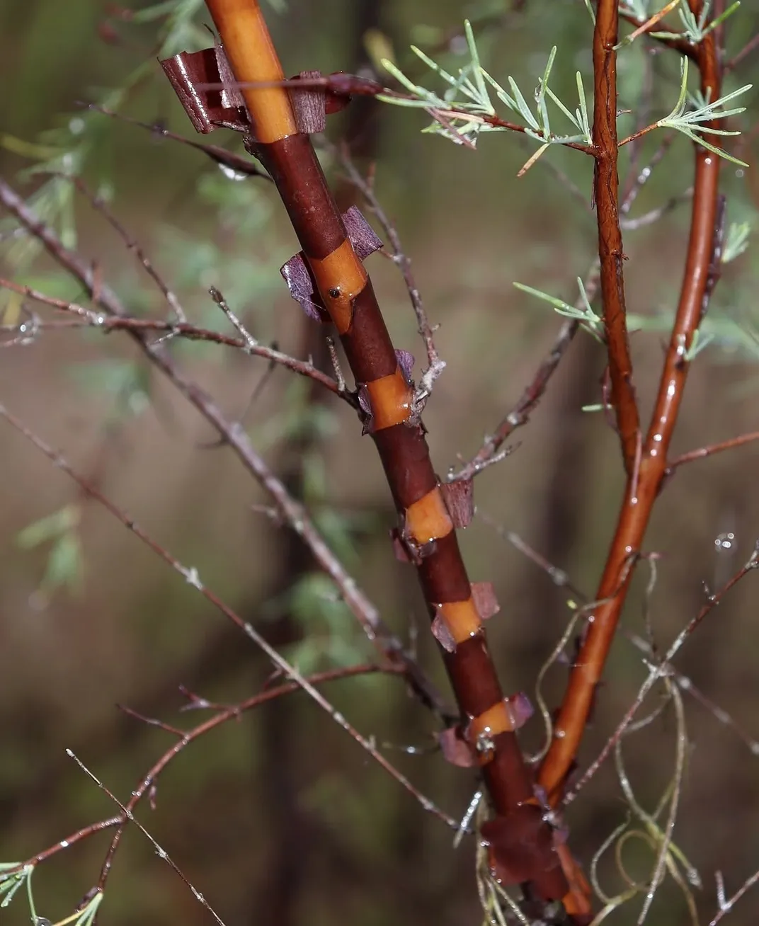 a thin branch has bark peeling off in stripes, creating rings of dark red and lighter red