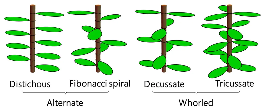 Leaf Arrangements