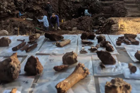 The Drimolen excavations and excavated fossils.