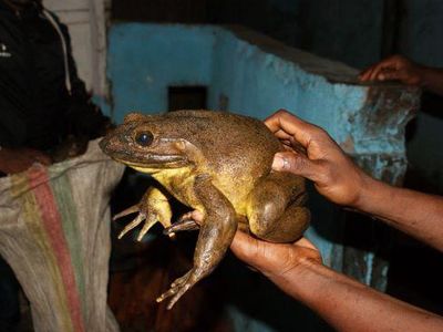 An adult Goliath frog caught by a local frog hunter.

