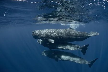 Researchers are hoping to decipher the communications of sperm whales.