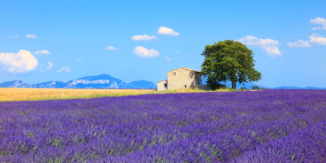 Iconic lavender fields of Provence
